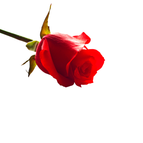 HD FLOWERS IMAGES PNG DOWNLOAD