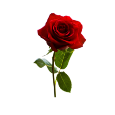 Flowers png hd download free